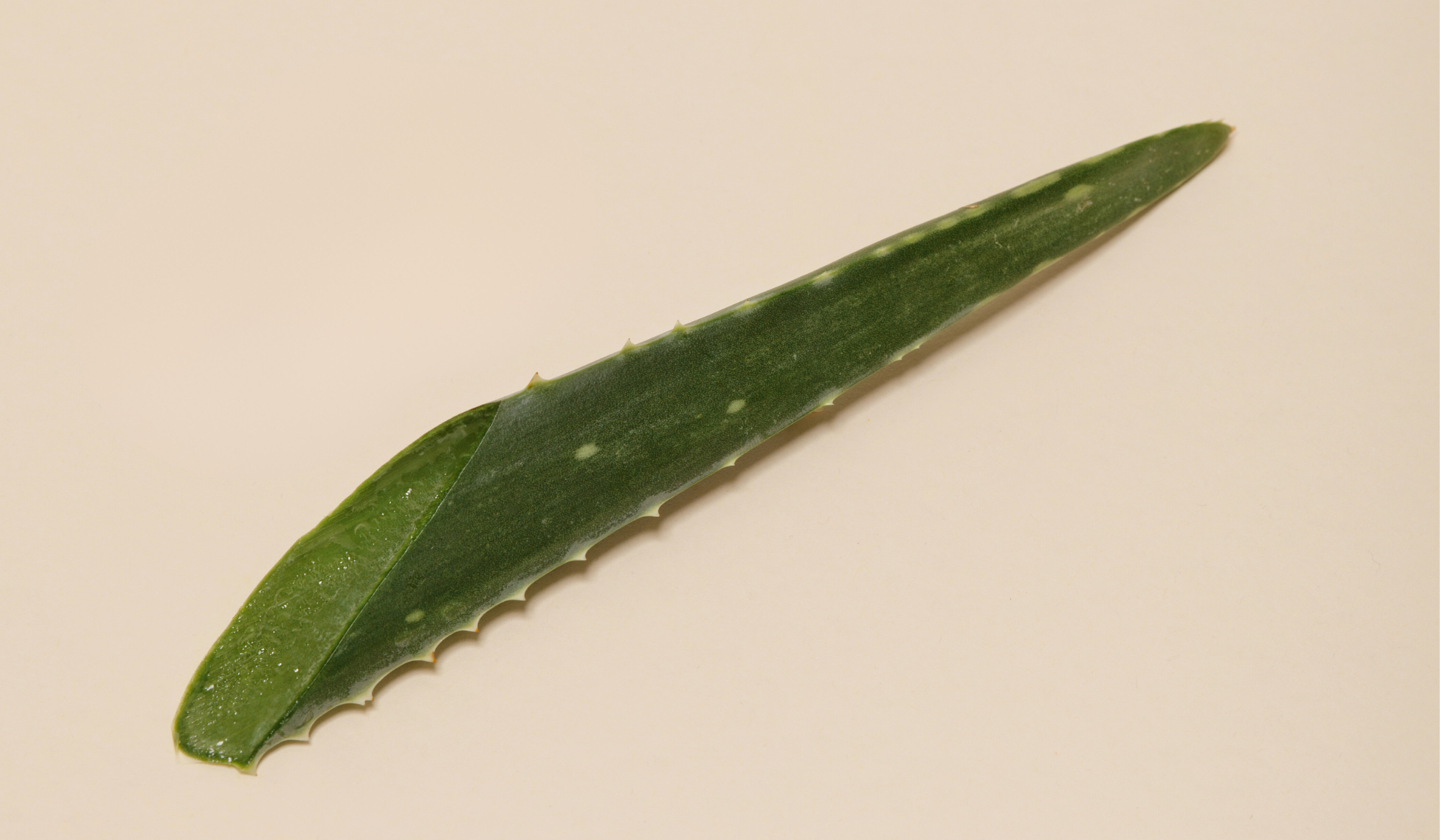 Focus sur l’Aloe Vera : actif surdoué pour la peau