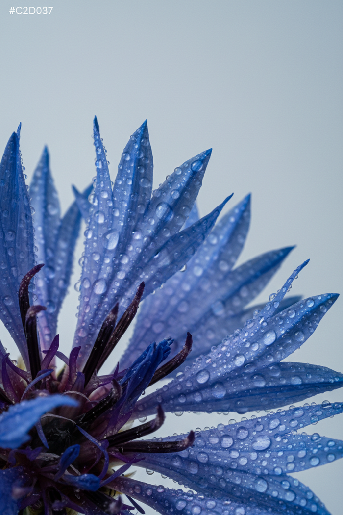 Bleuet
