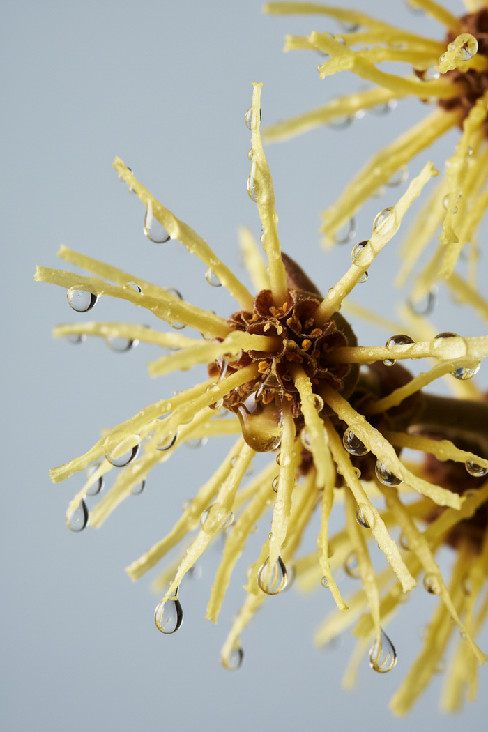 Fleurs d'Hamamélis