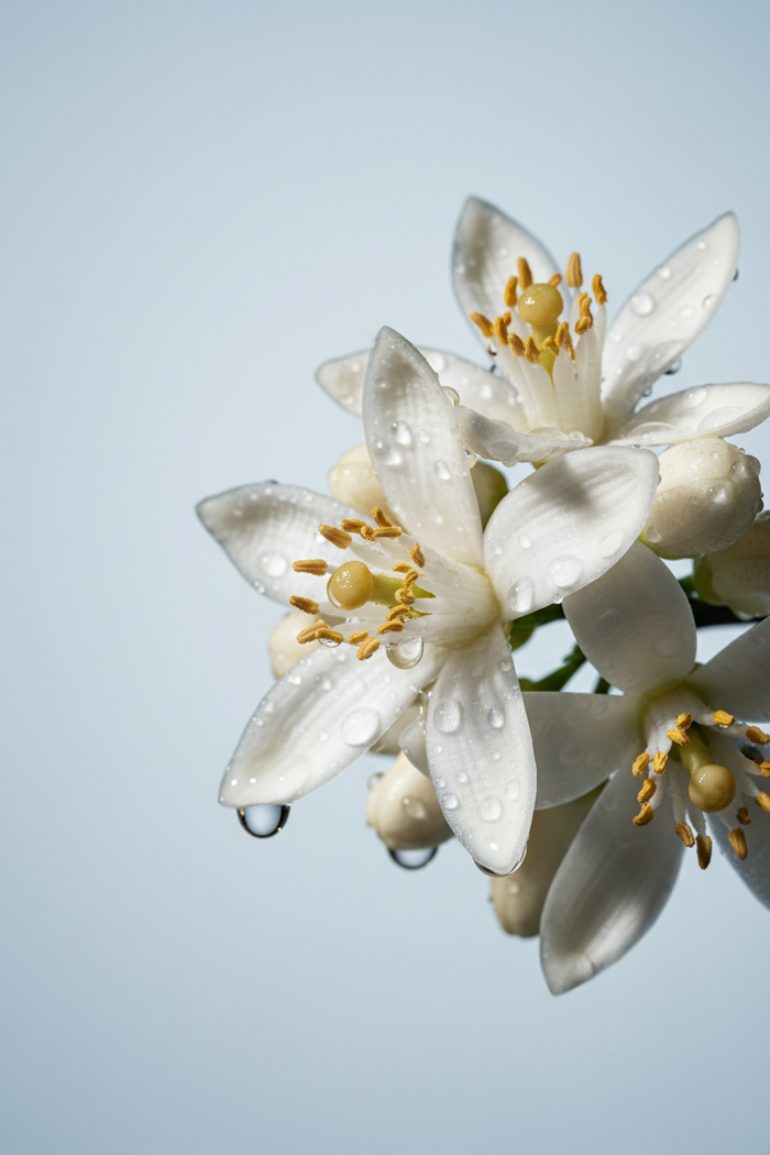 Fleurs d'Oranger
